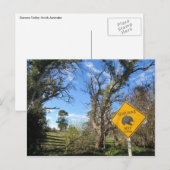 Carte Postale echidnas devant (Devant / Derrière)