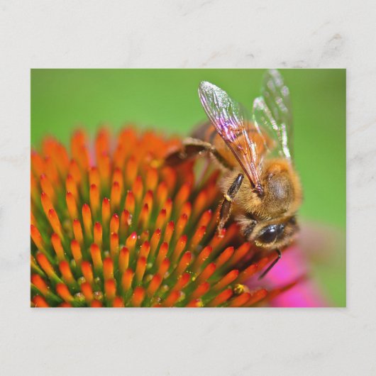 Carte Postale Echinacea Coneflower et Bee (Devant)