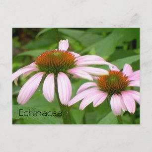 Carte postale Echinacea Floral Botanique Rose