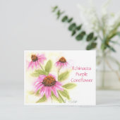 Carte postale Echinacea Purple Coneflower (Debout devant)