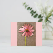 Carte Postale Echinacea purpurea (Debout devant)