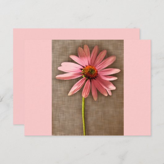 Carte Postale Echinacea purpurea (Devant / Derrière)