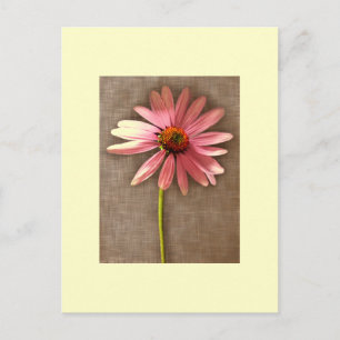 Carte Postale Echinacea purpurea