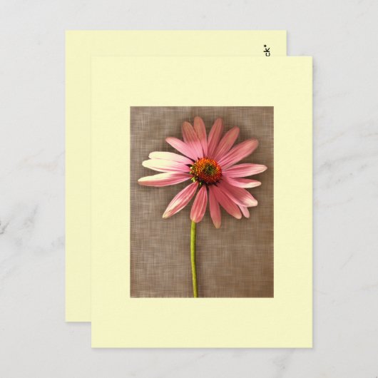 Carte Postale Echinacea purpurea (Devant / Derrière)