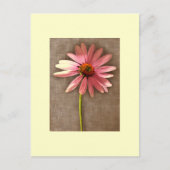 Carte Postale Echinacea purpurea (Devant)