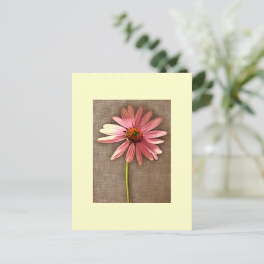 Carte Postale Echinacea purpurea (Debout devant)