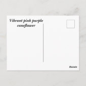 Carte Postale Échinacée rose violet vibrant (Dos)