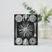 Carte postale Echinidea (Debout devant)