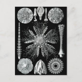 Carte postale Echinidea (Devant)