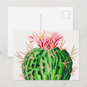Carte Postale Echinocactus Pentacanthus Cactus vintage (Devant / Derrière)