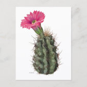 Carte Postale Echinocereus Cactus Mary Emily Eaton (Devant)