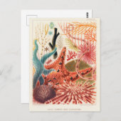 Carte Postale Echinodermes australiens de la Grande Barrière de (Devant / Derrière)