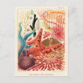 Carte Postale Échinodermes de la Grande barrière de corail (Devant)