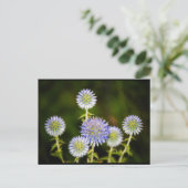 Carte Postale Echinops Sphaerocephalus, Chardon-globe glanduleux (Debout devant)