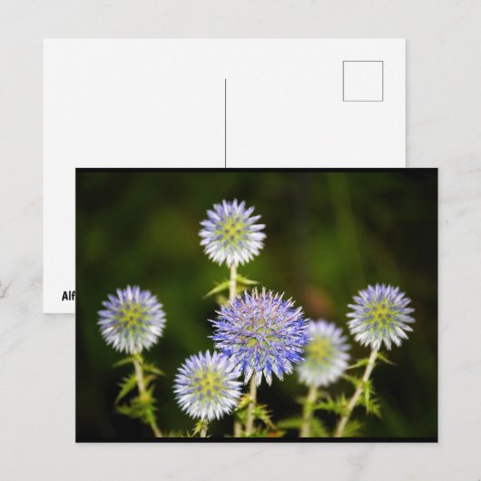 Carte Postale Echinops Sphaerocephalus, Chardon-globe glanduleux (Devant / Derrière)