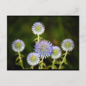 Carte Postale Echinops Sphaerocephalus, Chardon-globe glanduleux (Devant)