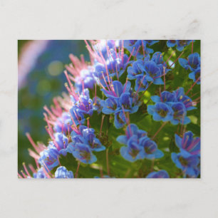 Carte Postale Echium Candicans