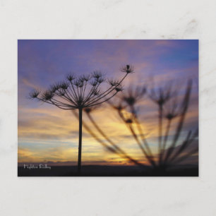 Carte postale Echos Sunset Automne