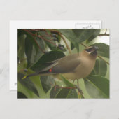 Carte Postale Écirage avec Berry (Devant / Derrière)