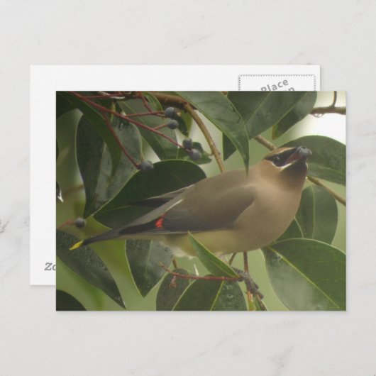 Carte Postale Écirage avec Berry (Devant / Derrière)