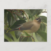 Carte Postale Écirage avec Berry (Devant)