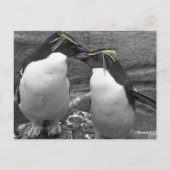 Carte Postale Éclaboussure de couleur de pingouin (Dos)