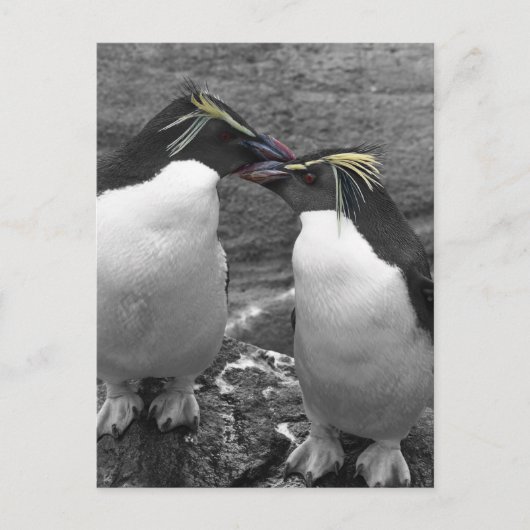 Carte Postale Éclaboussure de couleur de pingouin (Devant)