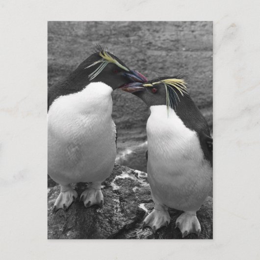Carte Postale Éclaboussure de couleur de pingouin (Devant)
