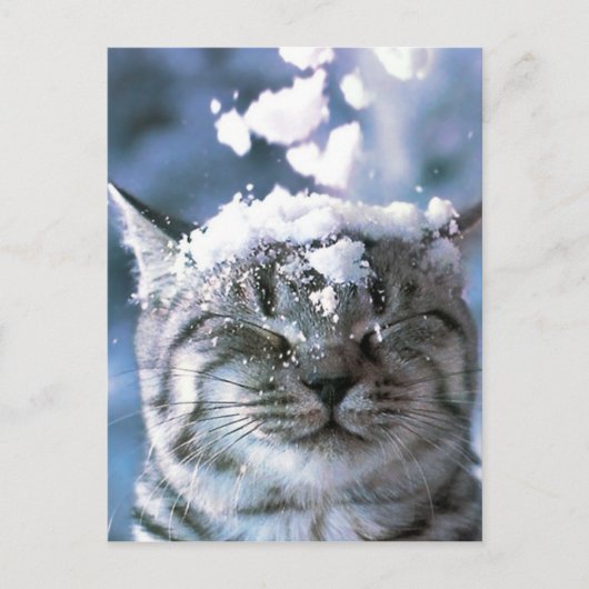 Carte Postale Éclaboussure de neige de chat tigré (Devant)