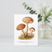 Carte Postale Éclairage de Boletus (Debout devant)