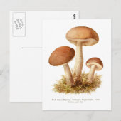 Carte Postale Éclairage de Boletus (Devant / Derrière)