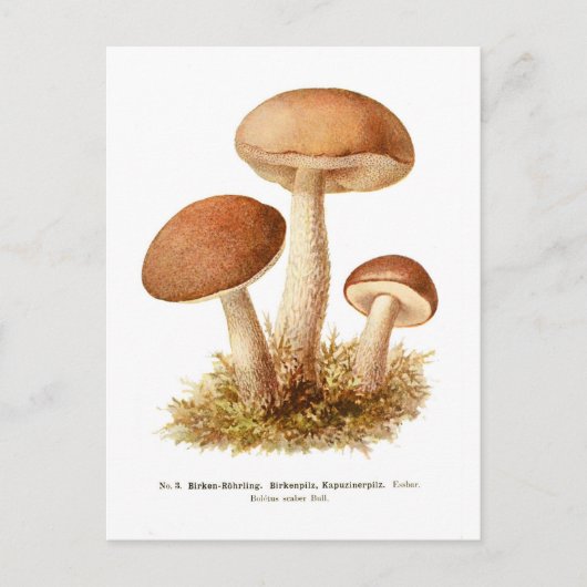 Carte Postale Éclairage de Boletus (Devant)