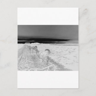 Carte Postale Éclairage de chien