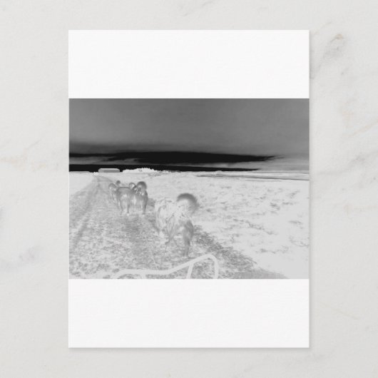 Carte Postale Éclairage de chien (Devant)