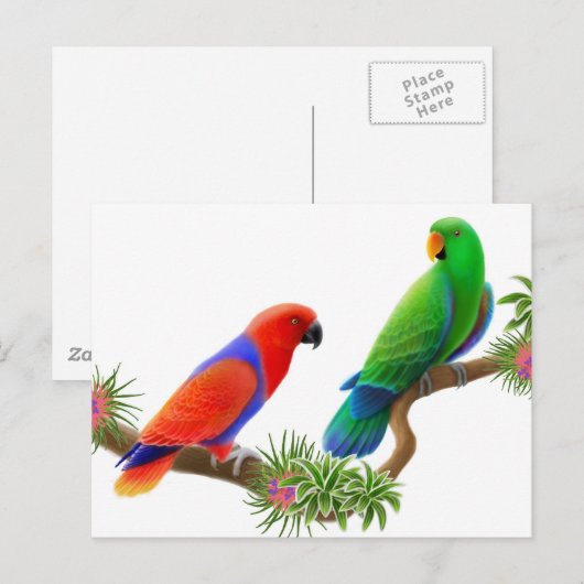 Carte postale Eclectus Birds (Devant / Derrière)