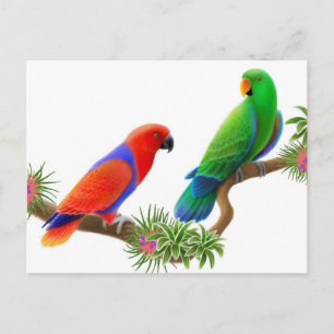 Carte postale Eclectus Birds