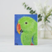 Carte Postale Eclectus Parrot (Debout devant)