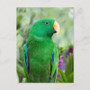Carte Postale Eclectus Parrot Homme