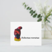 Carte postale Eclectus roratus (Debout devant)