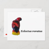 Carte postale Eclectus roratus (Devant / Derrière)