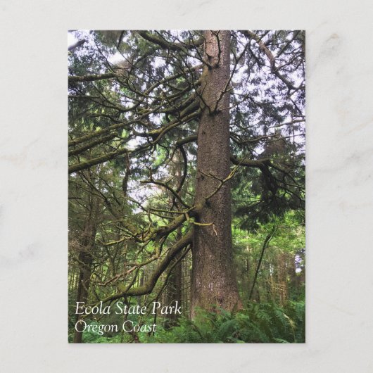 Carte Postale Ecola State Park, Cannon Beach, Oregon (Devant)