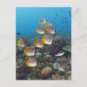 Carte Postale École d'angelfish (Devant)