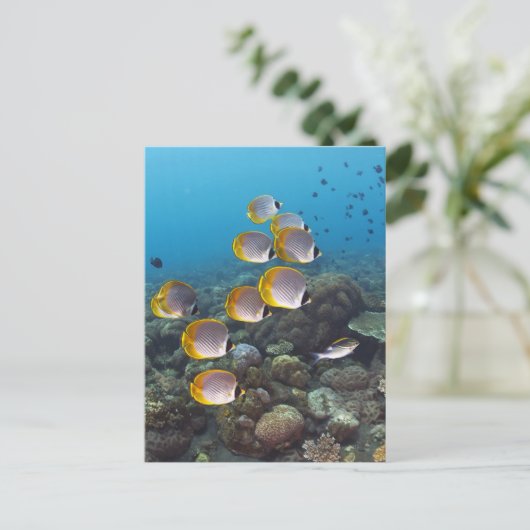 Carte Postale École d'angelfish (Debout devant)