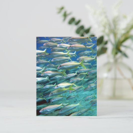 Carte Postale École de la chèvre à queue jaune (Debout devant)