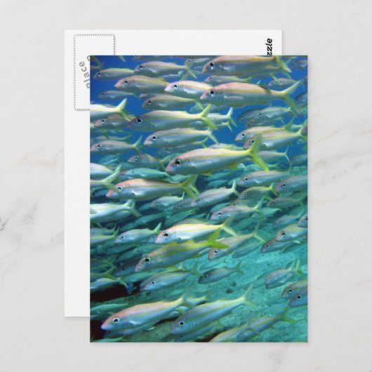 Carte Postale École de la chèvre à queue jaune (Devant / Derrière)