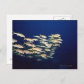 Carte Postale École de poisson 8 (Devant / Derrière)