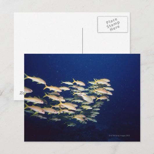 Carte Postale École de poisson 8 (Devant / Derrière)