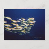 Carte Postale École de poisson 8 (Devant)