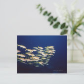 Carte Postale École de poisson 8 (Debout devant)