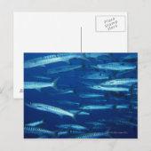Carte Postale École de poisson 9 (Devant / Derrière)